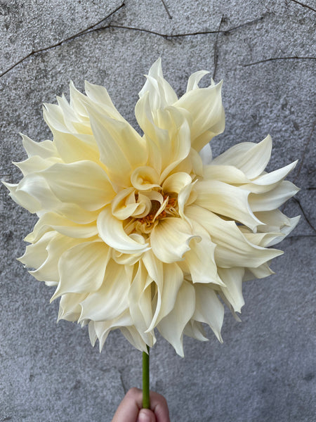 Join Our Dahlia Experiment!