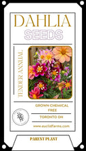 Load image into Gallery viewer, Dahlia Seeds - Mixed Varieties