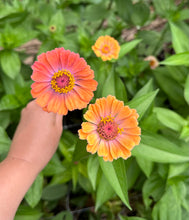 Load image into Gallery viewer, Zinnia Seeds - Pollinator Mix