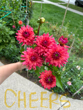 Load image into Gallery viewer, American Dawn / Cheers