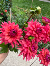 Load image into Gallery viewer, American Dawn / Cheers