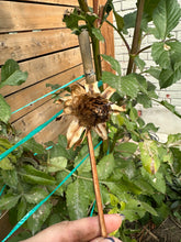 Load image into Gallery viewer, Dahlia Seeds - Mixed Varieties