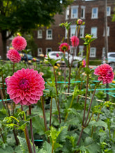 Load image into Gallery viewer, Grown Your Own Cutting Garden Workshop
