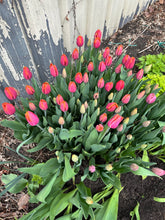 Load image into Gallery viewer, Grown Your Own Cutting Garden Workshop