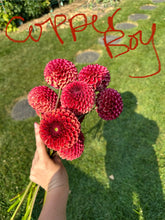 Load image into Gallery viewer, Copper Boy / Cornel Bronze