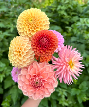 Load image into Gallery viewer, Mystery Dahlia Tuber