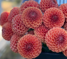 Load image into Gallery viewer, Copper Boy / Cornel Bronze