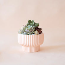 Load image into Gallery viewer, Presley Pedestal Pot - Ballerina