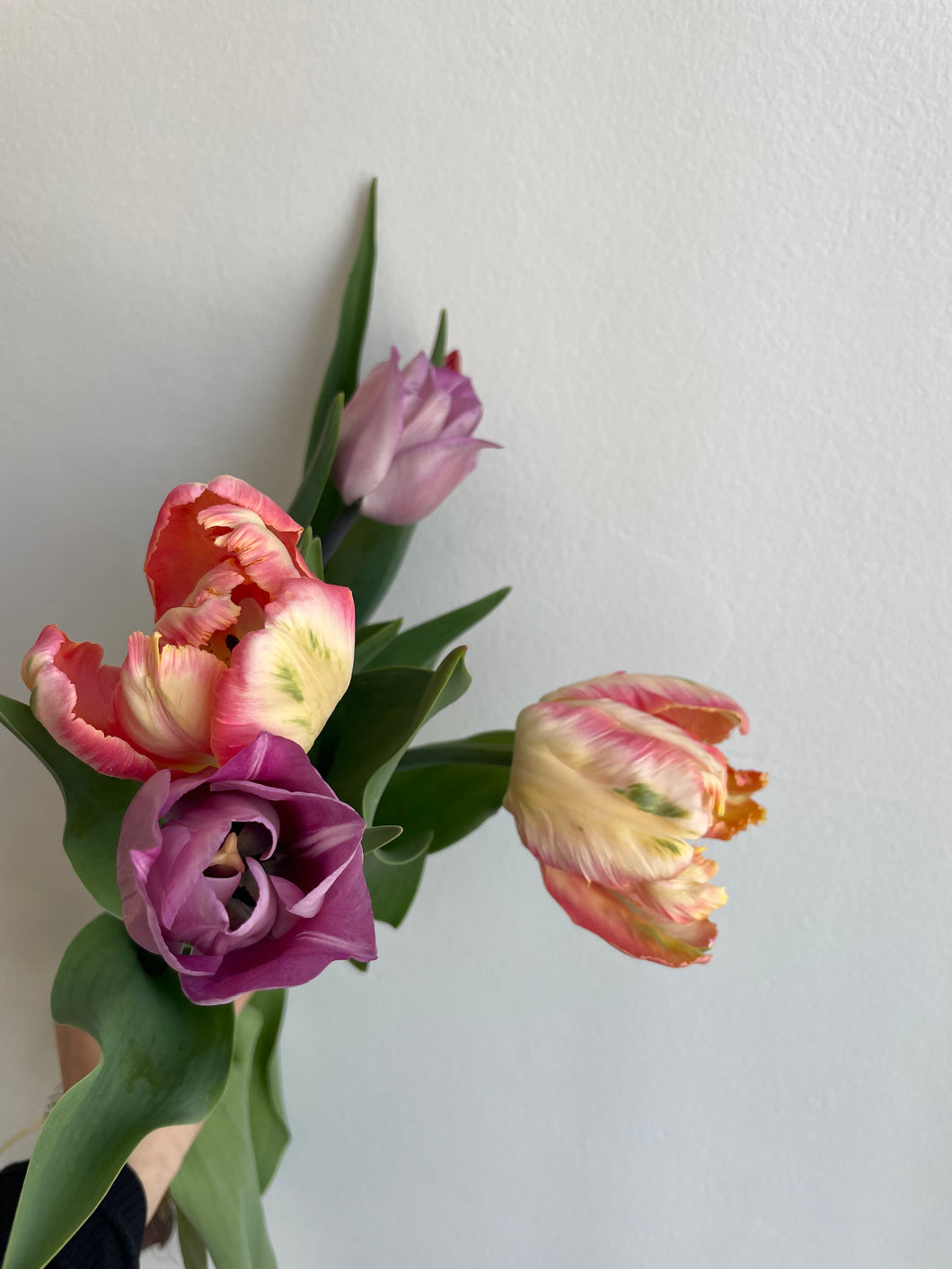 EF Grown Tulip Bunch