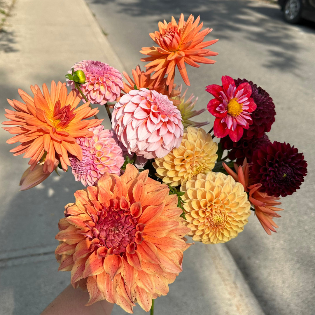 For the Love of Dahlias! – Euclid Farms