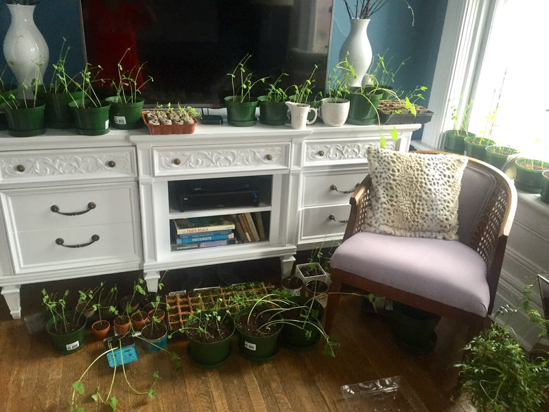 The One Where I Stole a Credenza Off The Side of the Road: My Lifelong Journey with Thrifting