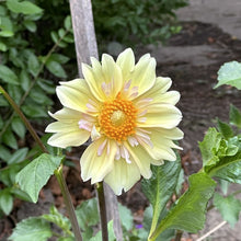 Load image into Gallery viewer, Apple Blossom
