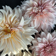Load image into Gallery viewer, Café Au Lait
