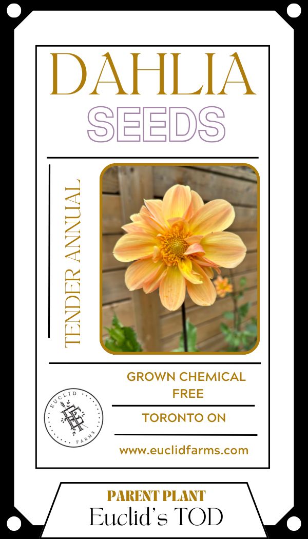 Dahlia Seeds - EF's TOD