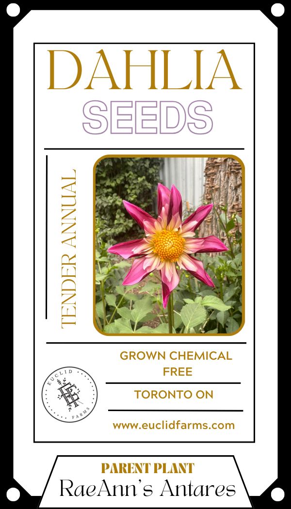 Dahlia Seeds - RaeAnn's Antares