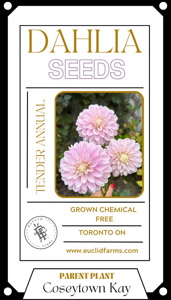 Dahlia Seeds - Coseytown Kay