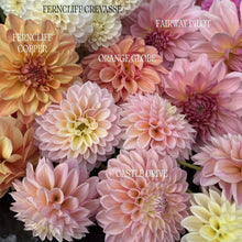 Load image into Gallery viewer, Mystery Dahlia Tuber

