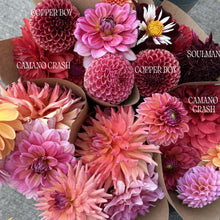 Load image into Gallery viewer, Mystery Dahlia Tuber

