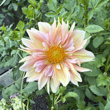 Load image into Gallery viewer, Apple Blossom
