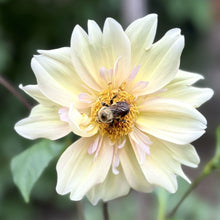 Load image into Gallery viewer, Apple Blossom
