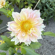Load image into Gallery viewer, Apple Blossom
