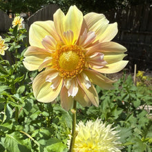 Load image into Gallery viewer, Apple Blossom
