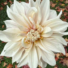 Load image into Gallery viewer, Café Au Lait
