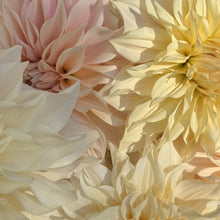 Load image into Gallery viewer, Café Au Lait
