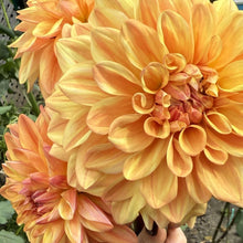 Load image into Gallery viewer, Ferncliff Copper

