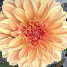 Load image into Gallery viewer, Ferncliff Copper
