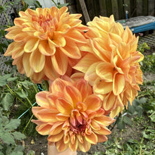 Load image into Gallery viewer, Ferncliff Copper
