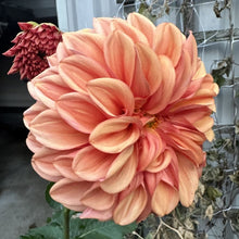 Load image into Gallery viewer, Orange Globe
