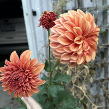 Load image into Gallery viewer, Orange Globe
