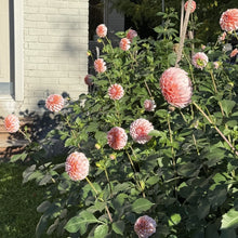 Load image into Gallery viewer, Peaches
