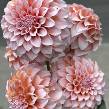 Load image into Gallery viewer, Peaches
