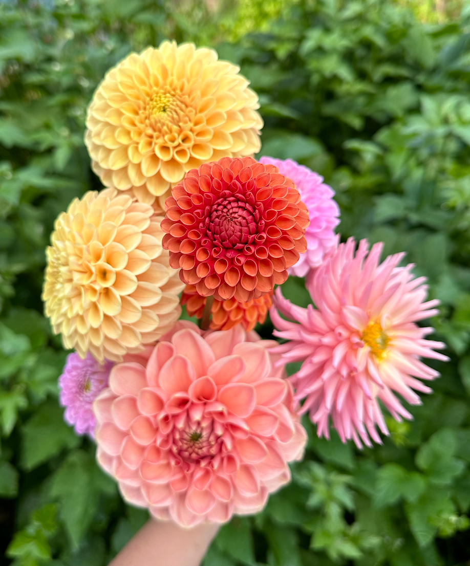 Mystery Dahlia Tuber