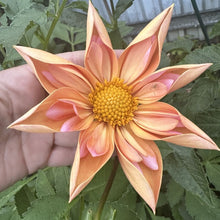 Load image into Gallery viewer, Venus
