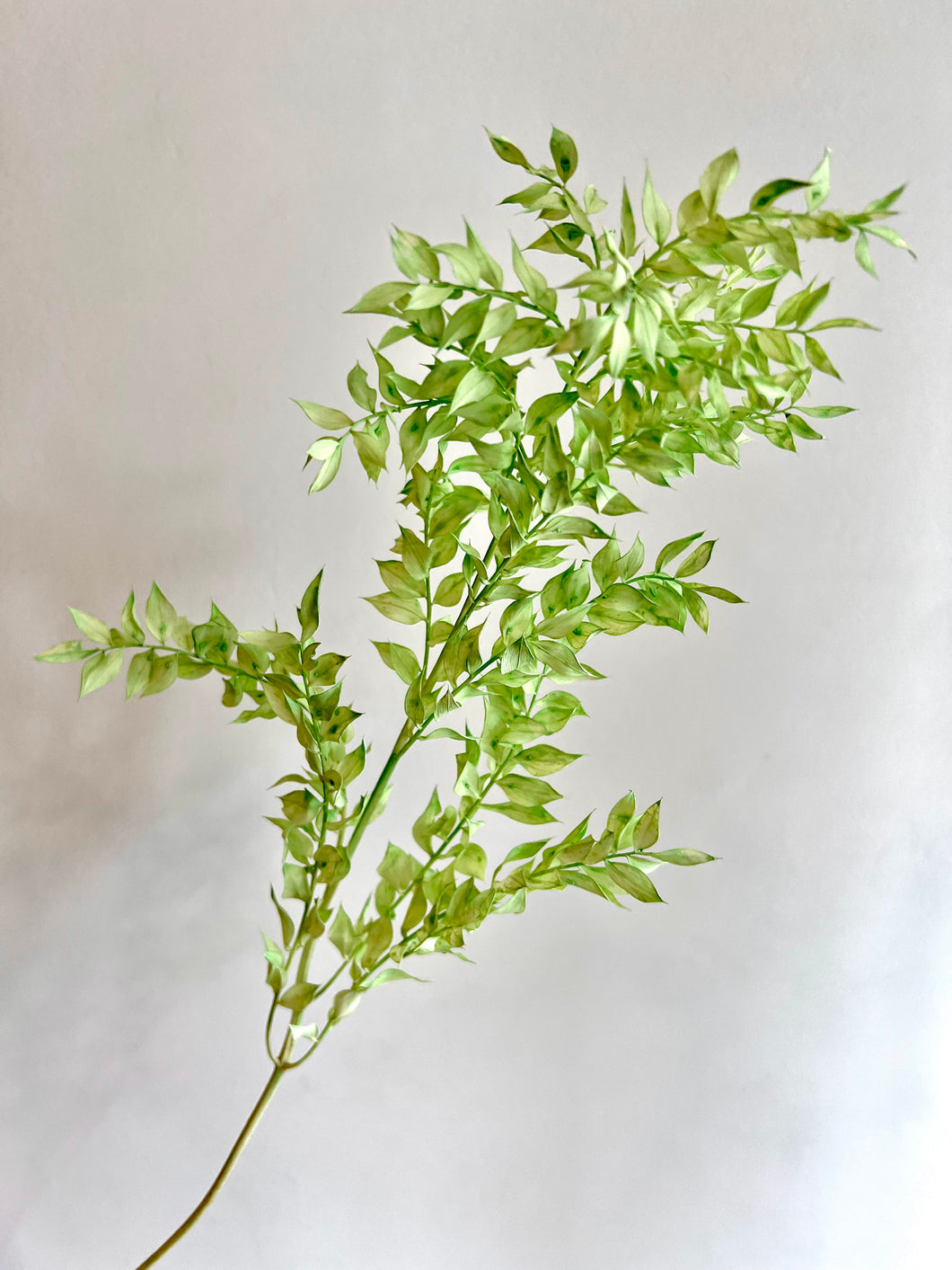 Ruscus Stem - Mint Green
