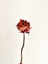 Load image into Gallery viewer, Dried Rose Stem
