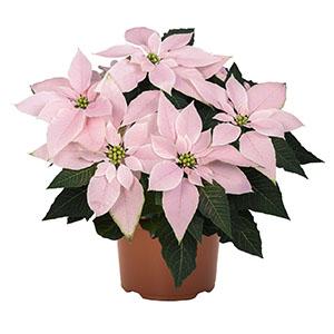 Pink Poinsettia