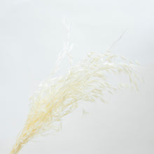 Load image into Gallery viewer, Avena Bunch - White
