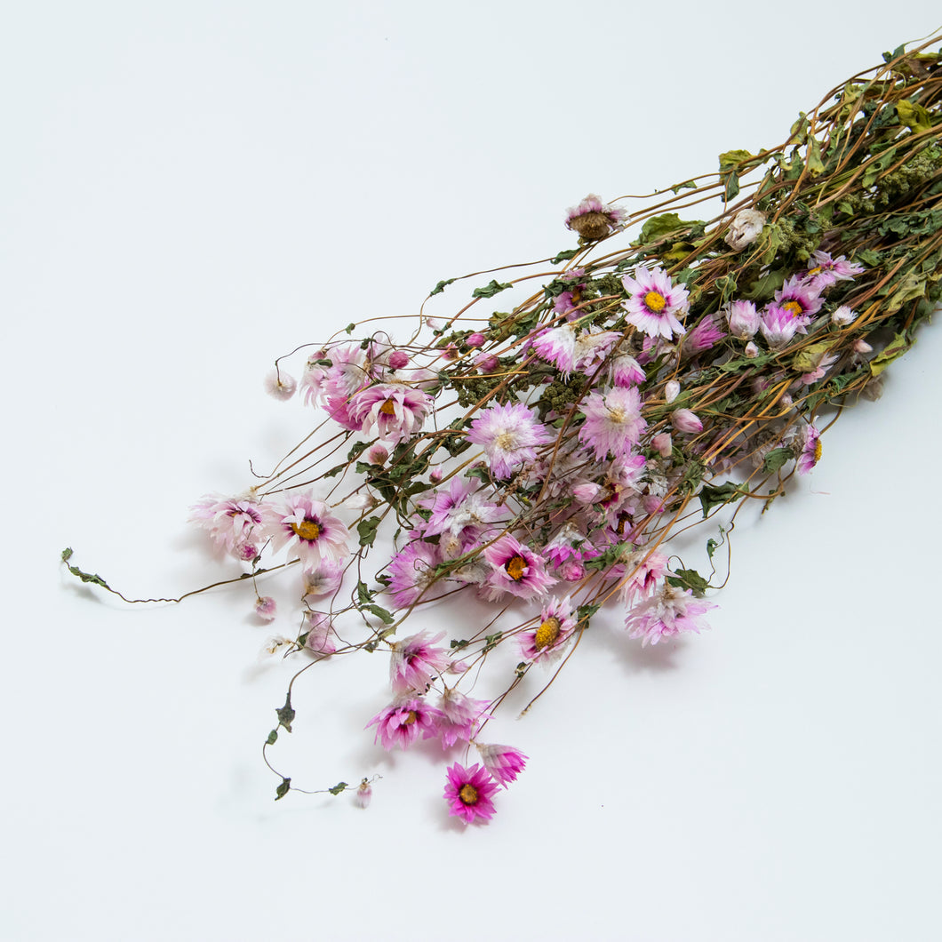 Rodanthe Bunch - Pink