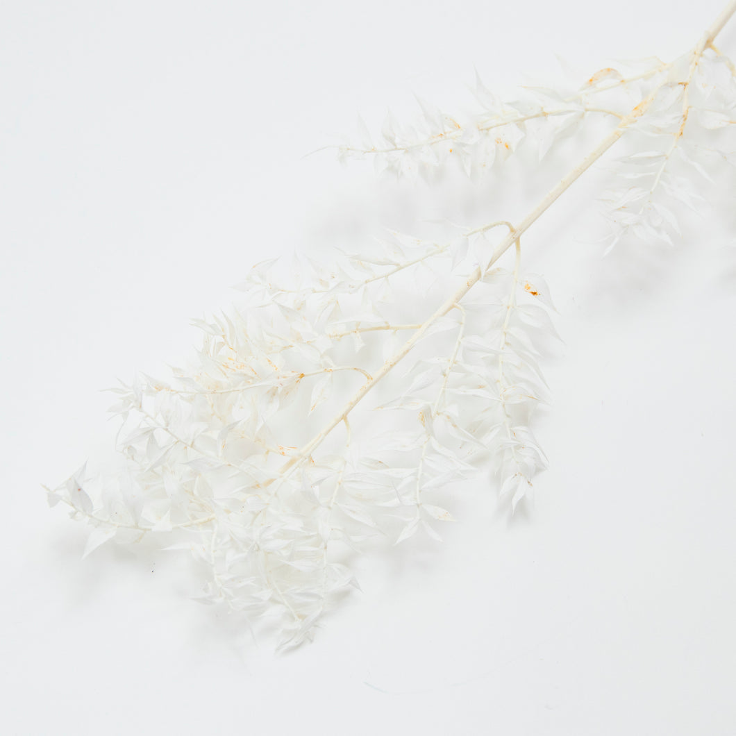 Ruscus Stem - White