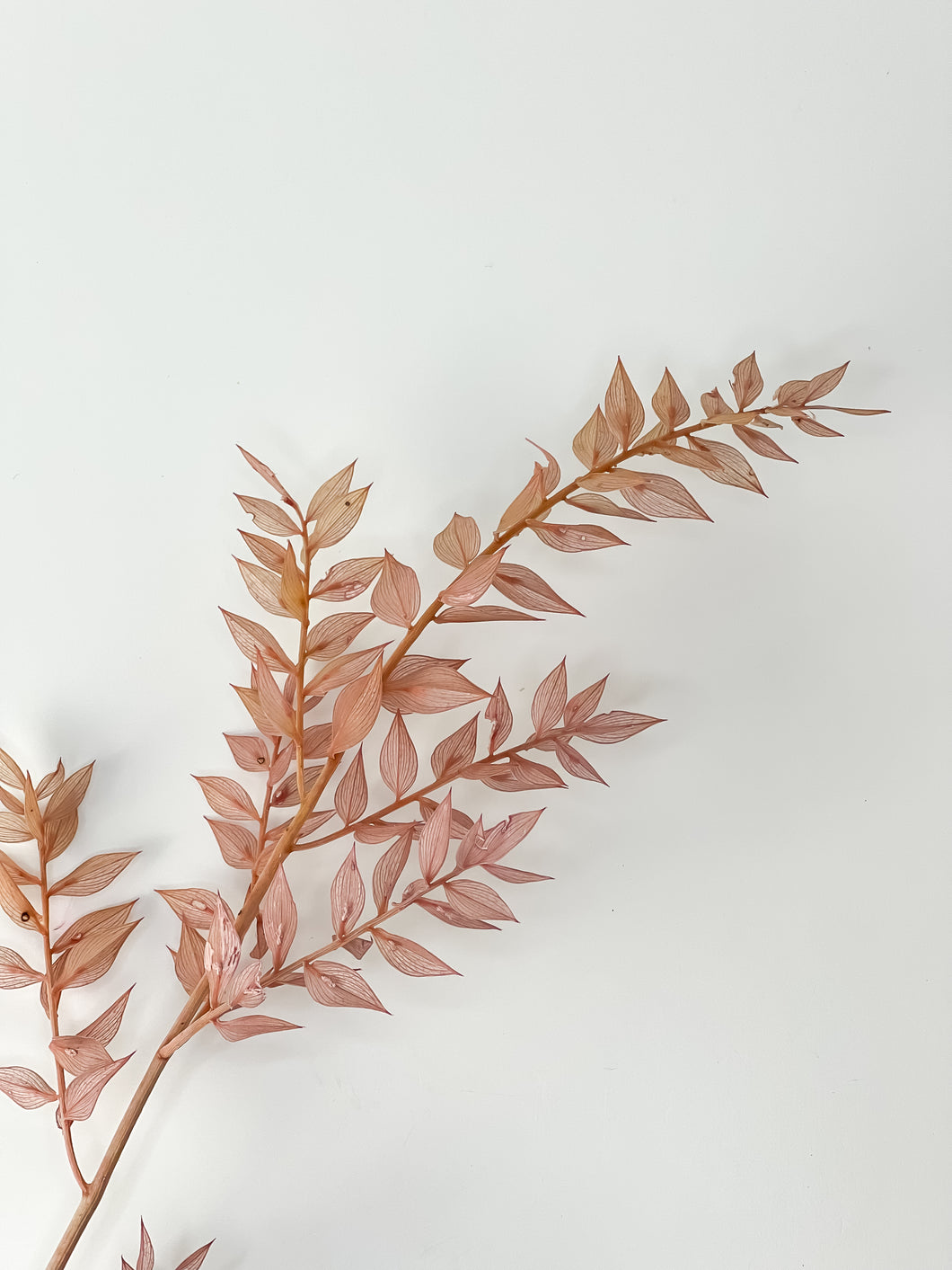Ruscus Stem - Dusty Rose