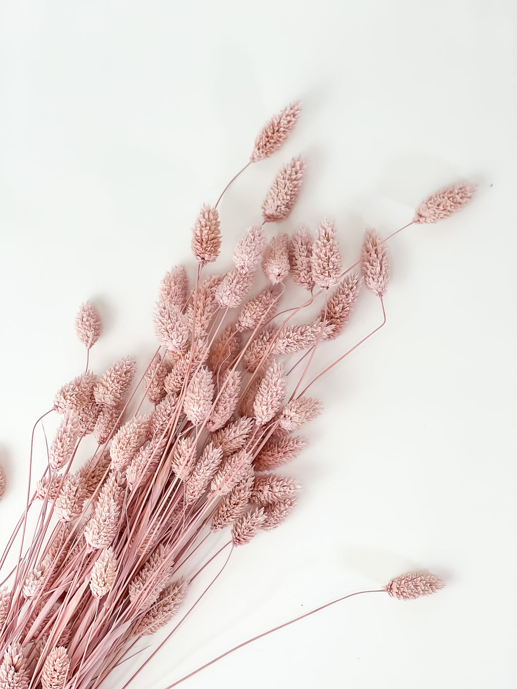 Phalaris Bunch - Taro Purple